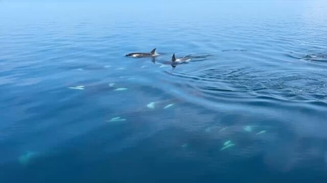 本日シャチクルーズ  スタート

ヒグマクルーズ、野鳥観察小屋もご案内可能です。orca stayは体験もご案内いたします。

静かな知床をゆっくり楽しめる、今の季節。

お部屋は3タイプご用意。
シャワールーム付きのお部屋、
シンプルに滞在できるリーズナブルなお部屋もございます。

ゴールデンウィーク前の今は
混雑していないため、ご案内可能です。
ゴールデンウィークも一部空きあります。

最大11名まで1グループでのご案内も可能です。

お問い合わせお待ちしております。

#知床旅行 #羅臼町 #シャチクルーズ #ヒグマ観察 #野鳥観察 北海道