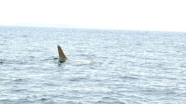 white orca was spotted in Rausu#Rausu Hotel#Very close to Washi no Yado#Blakiston's fish owl#Shiretoko Nature Cruise
